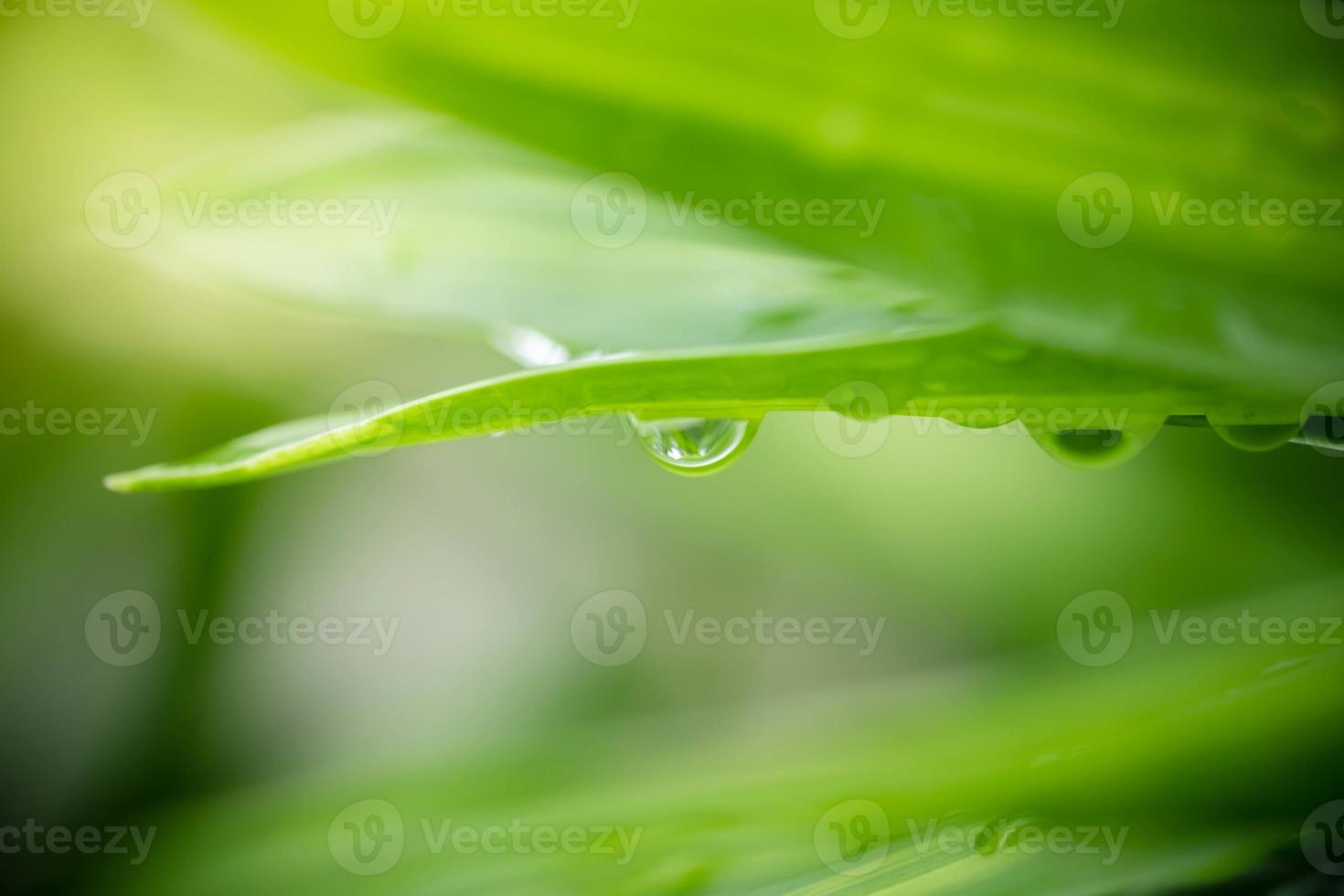 Close up fresh nature view of green leaf on blurred greenery background in garden. Natural green leaves plants used as spring background cover page greenery environment ecology lime green wallpaper photo