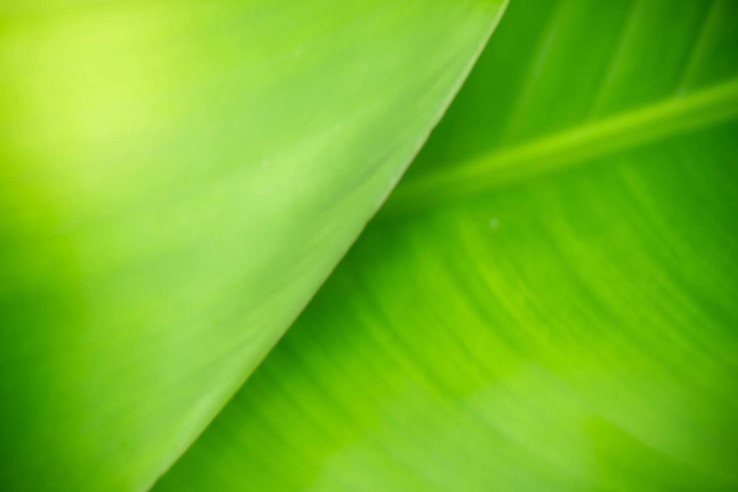 Abstract background nature of green leaf on blurred greenery background in garden. Natural green leaves plants used as spring background cover page greenery environment ecology lime green wallpaper photo