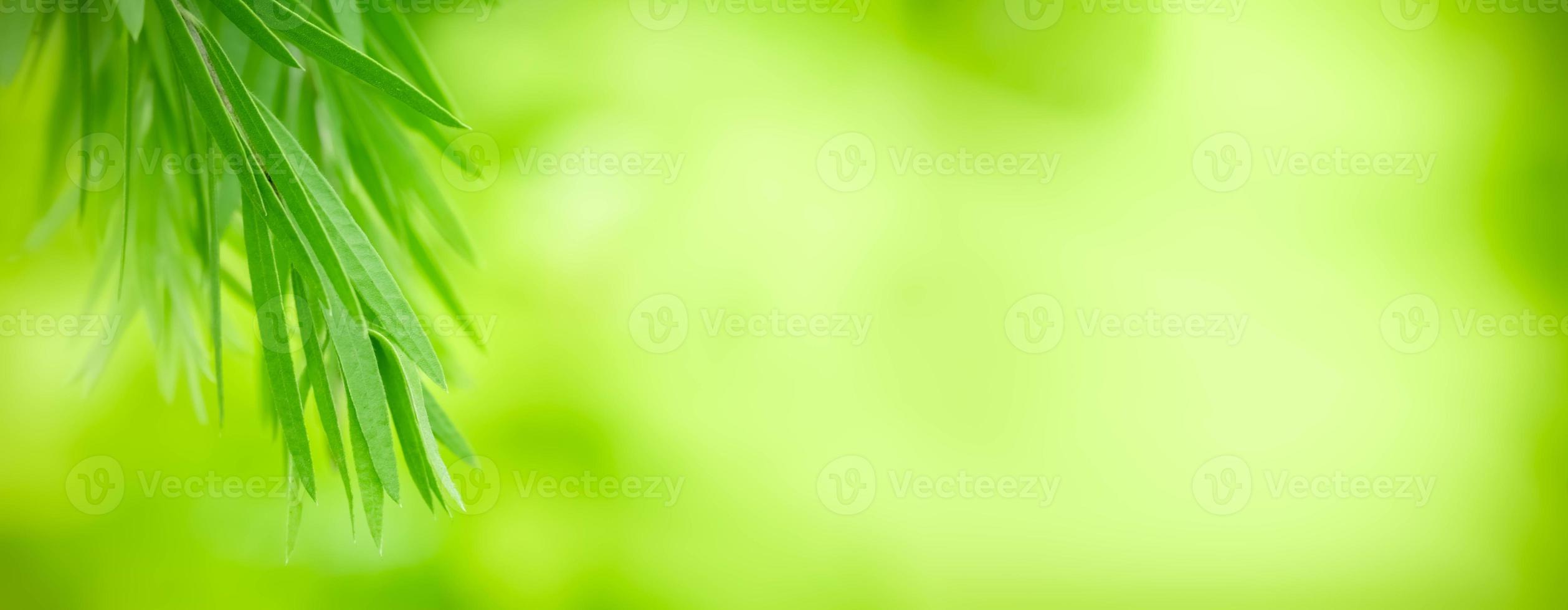 Close up fresh nature view of green leaf on blurred greenery background in garden. Natural green leaves plants used as spring background cover page greenery environment ecology lime green wallpaper photo