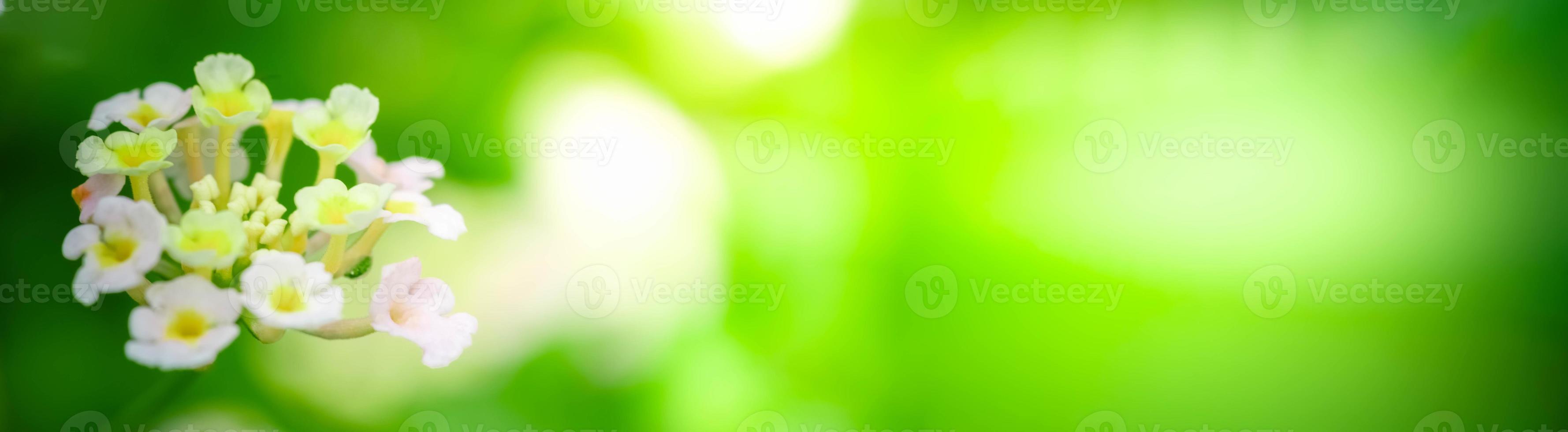 cerrar la naturaleza de la flor en el jardín vista de hoja verde sobre fondo borroso en el jardín. hojas verdes naturales plantas usadas como portada de primavera verdor medio ambiente ecología papel tapiz verde lima foto