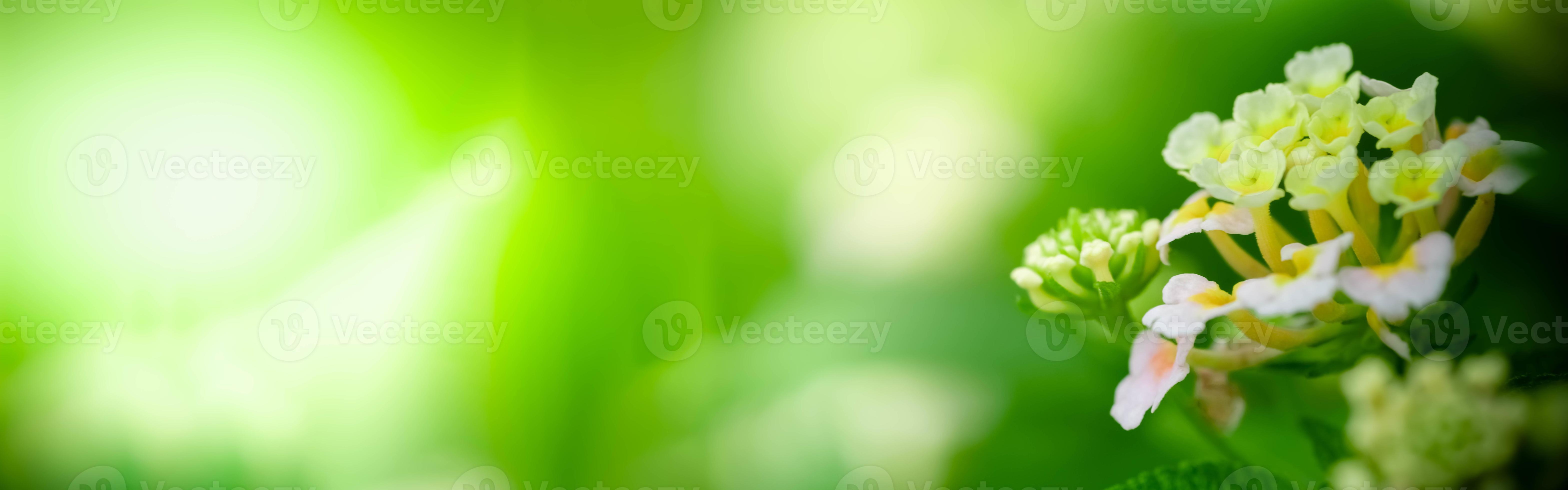 Close up Nature of flower in garden view of green leaf on blurred