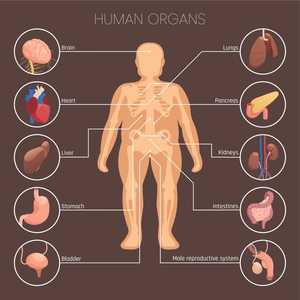 conjunto infográfico de órganos humanos vector