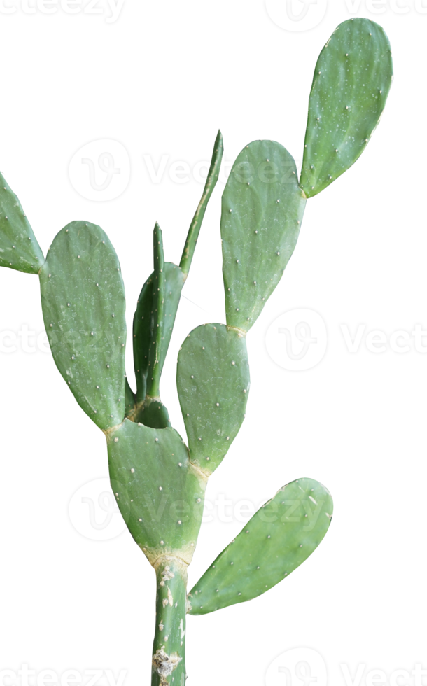 Cactus plants isolated transparent background png
