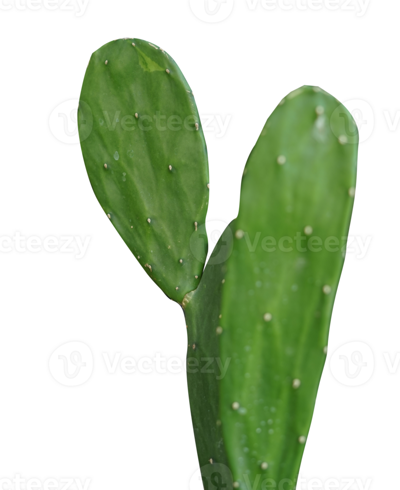 Cactus plants isolated transparent background 12620231 PNG