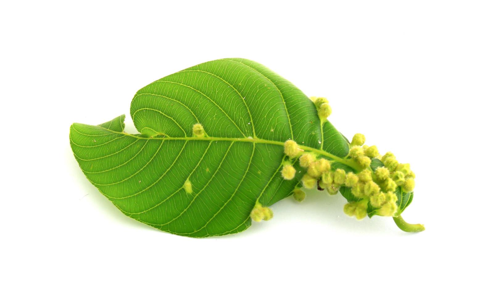 Leaf Isolated On White photo