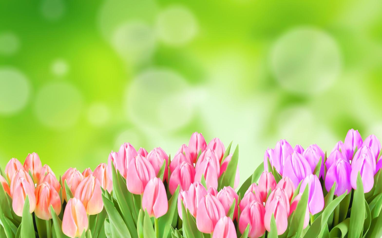 flowers tulips   on the background bokeh photo