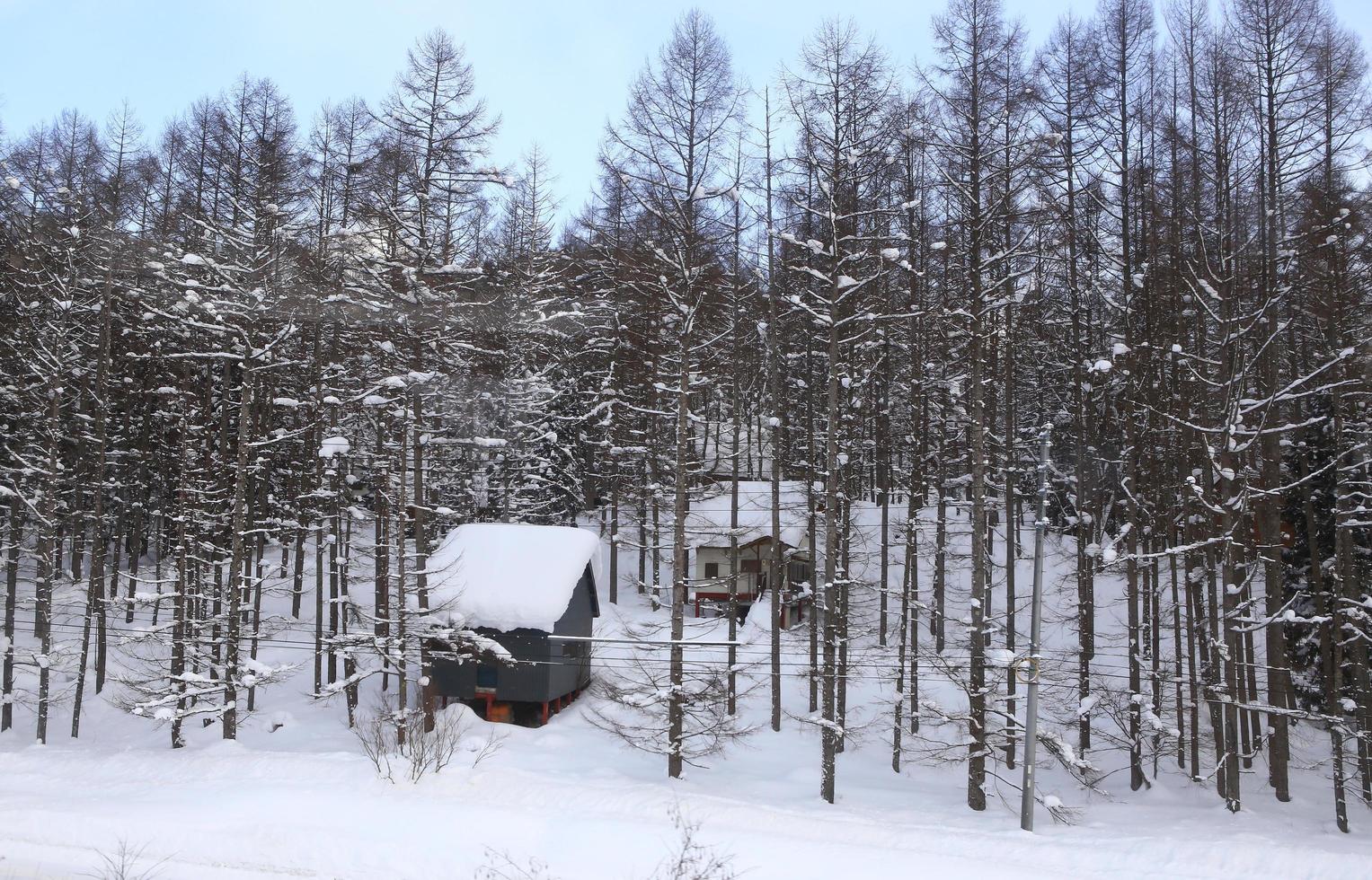 casas cubiertas de nieve foto