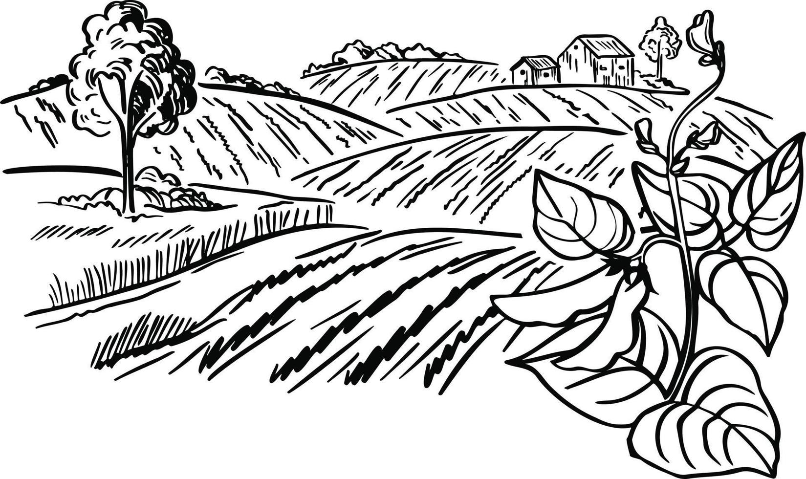 paisaje de plantaciones de café en estilo gráfico ilustración vectorial dibujada a mano. vector