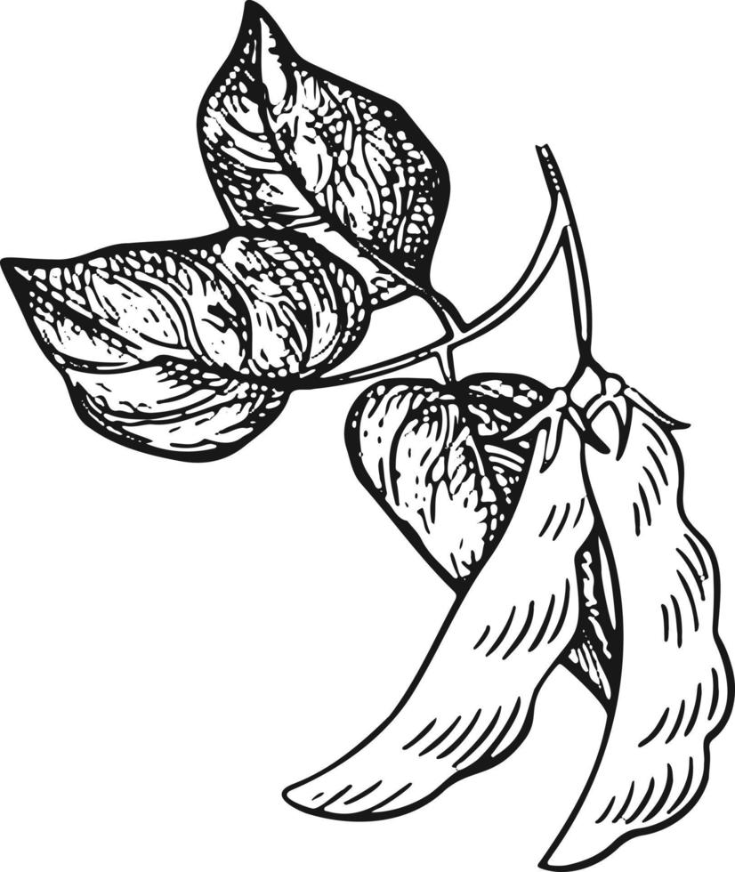 ilustración vectorial racimo de uvas de vino con hoja - símbolo, icono, elemento de diseño de paquete, patrón ornamental abstracto sobre fondo blanco. ilustración vectorial vector