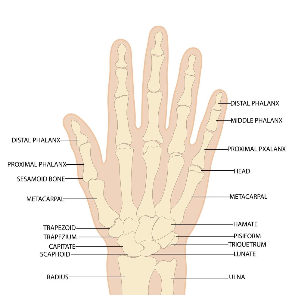 Anatomy of the bones of the hand and wrist vector image on a white background.