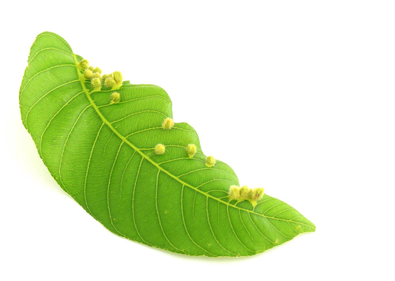 Leaf Isolated On White photo