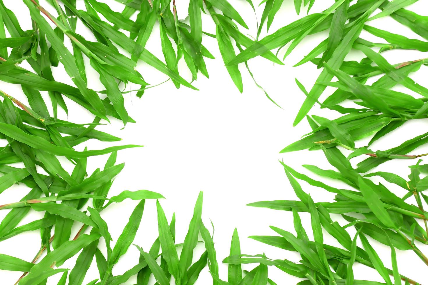 Grass frame with space for text photo