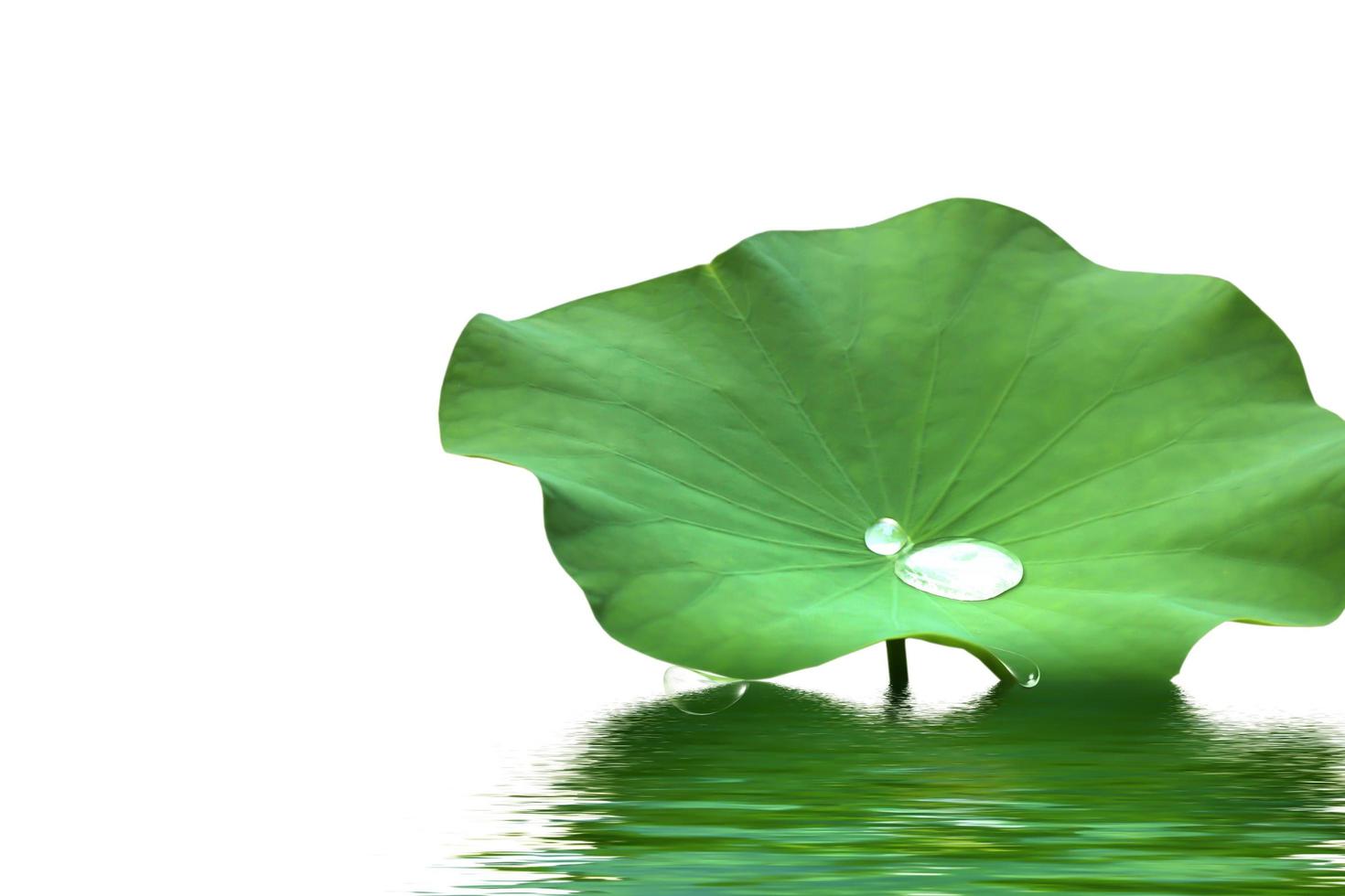 Bright green lotus leaf background photo