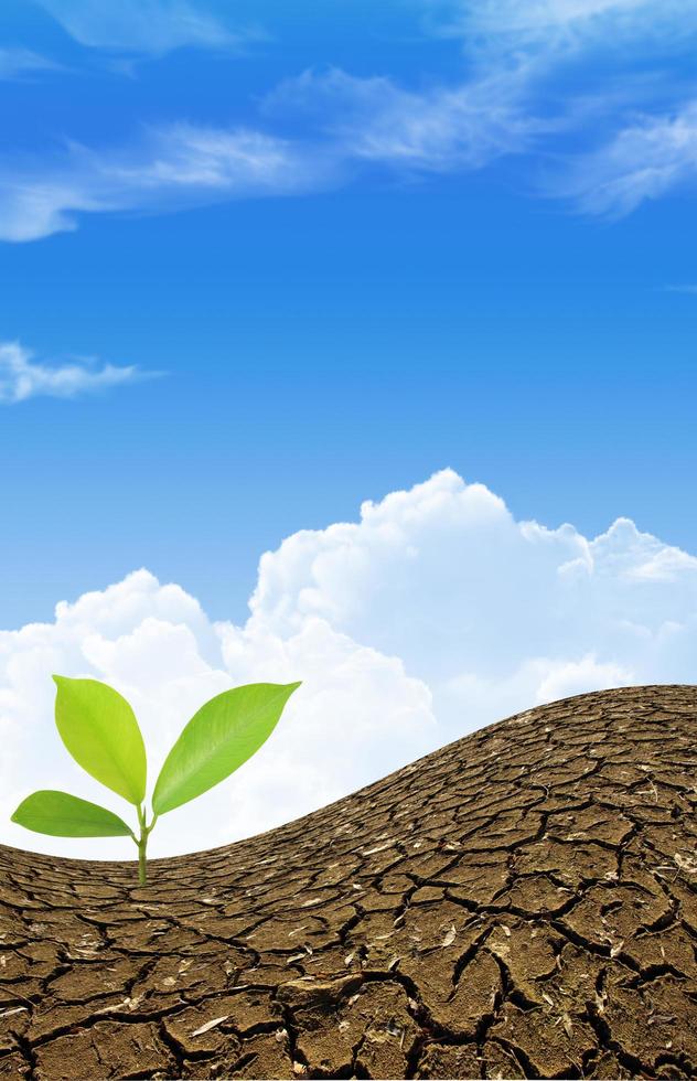 planta verde que crece a través del suelo muerto foto