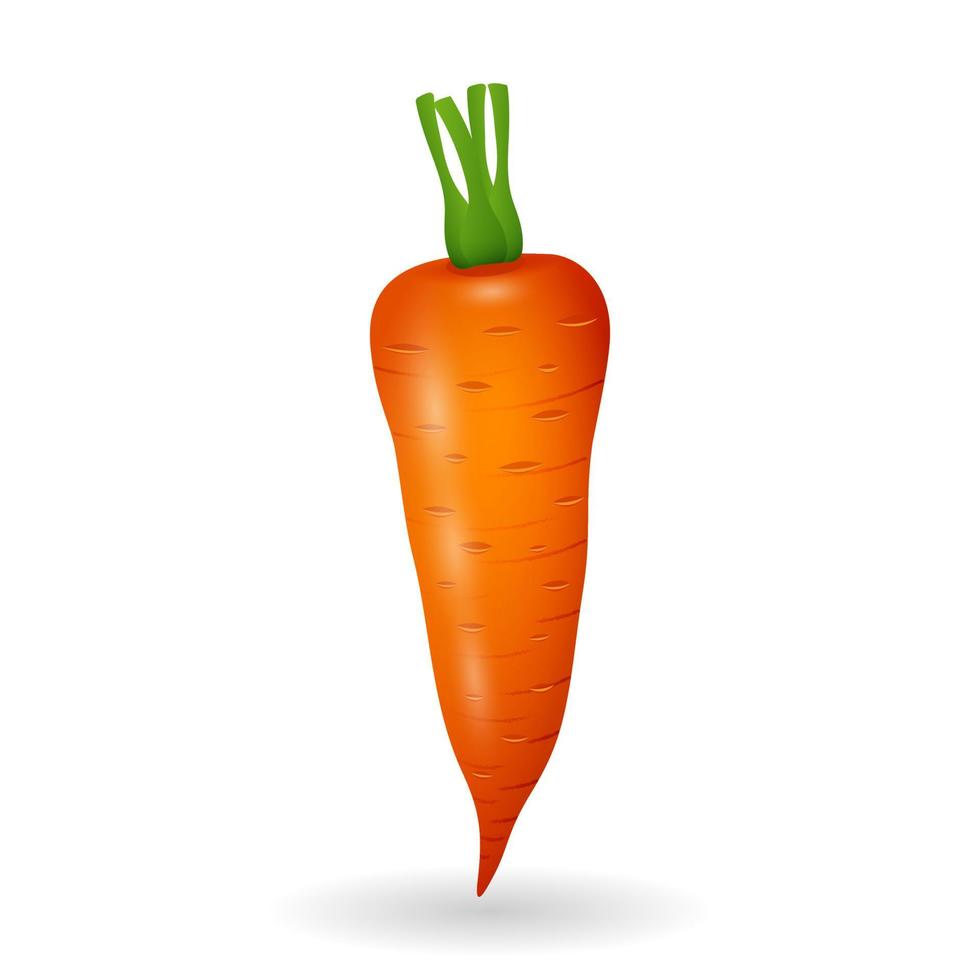 Fresh carrot isolated on white background. Organic healthy food. orange vegetable. Vector illustration.