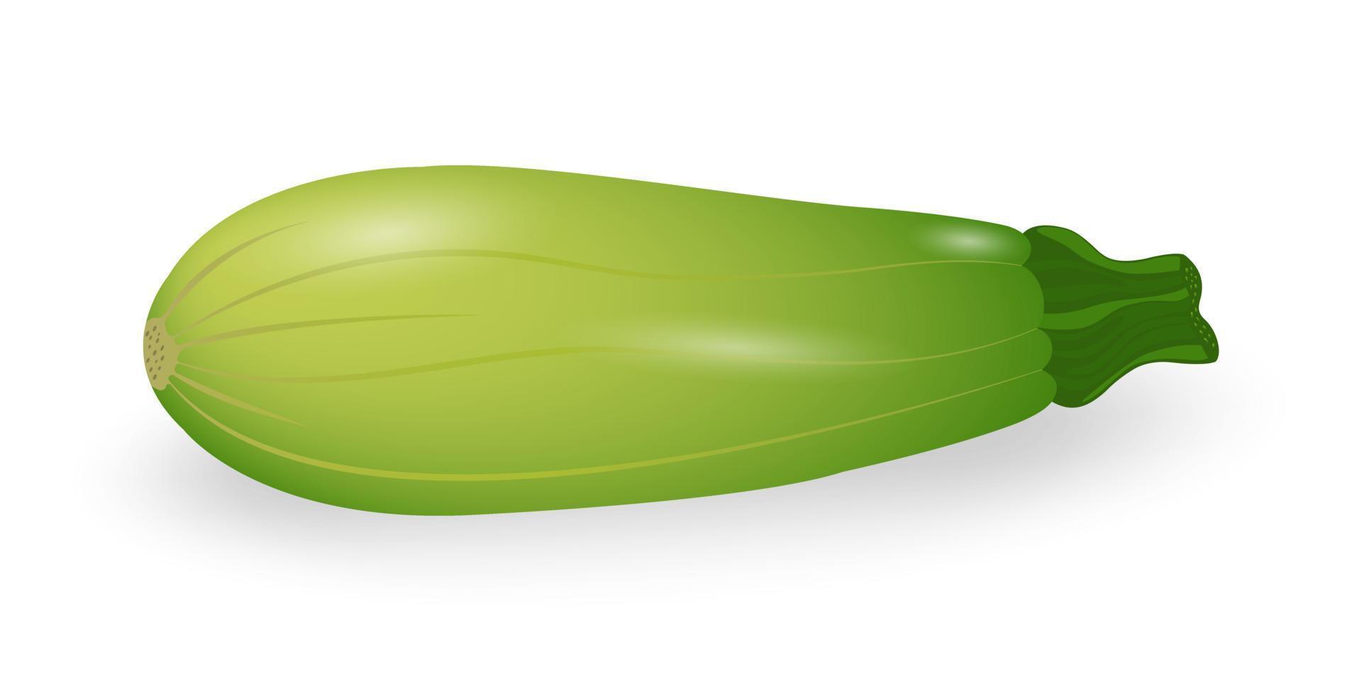 Zucchini isolated on white background. Fresh green squash, vegetable marrow. Harvest zucchini. Vector illustration.