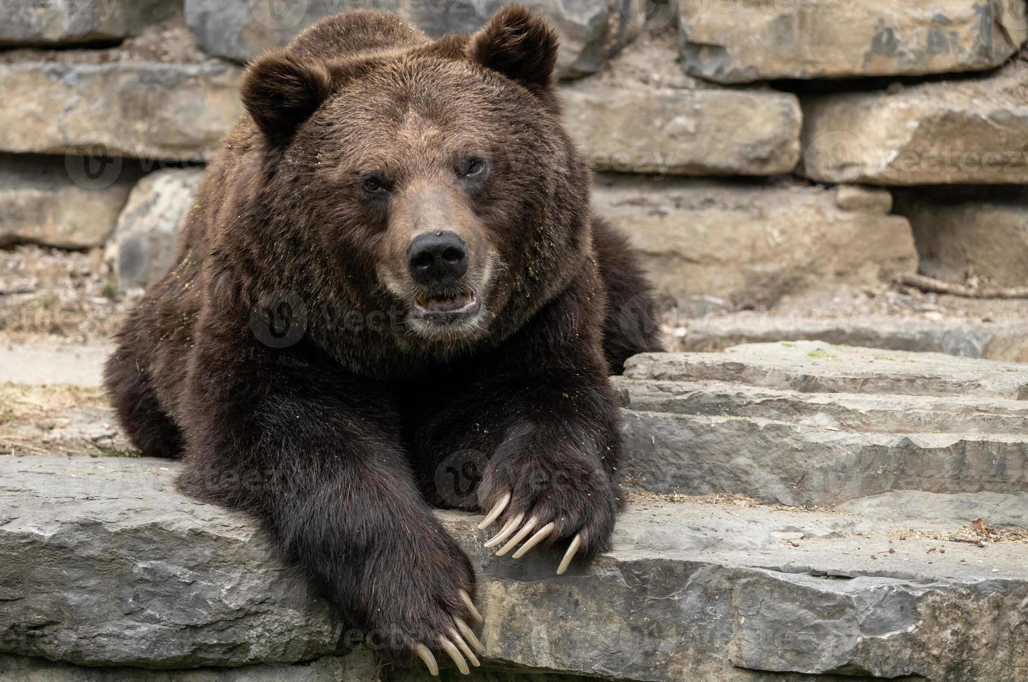 Big brown bear lying on the stones photo