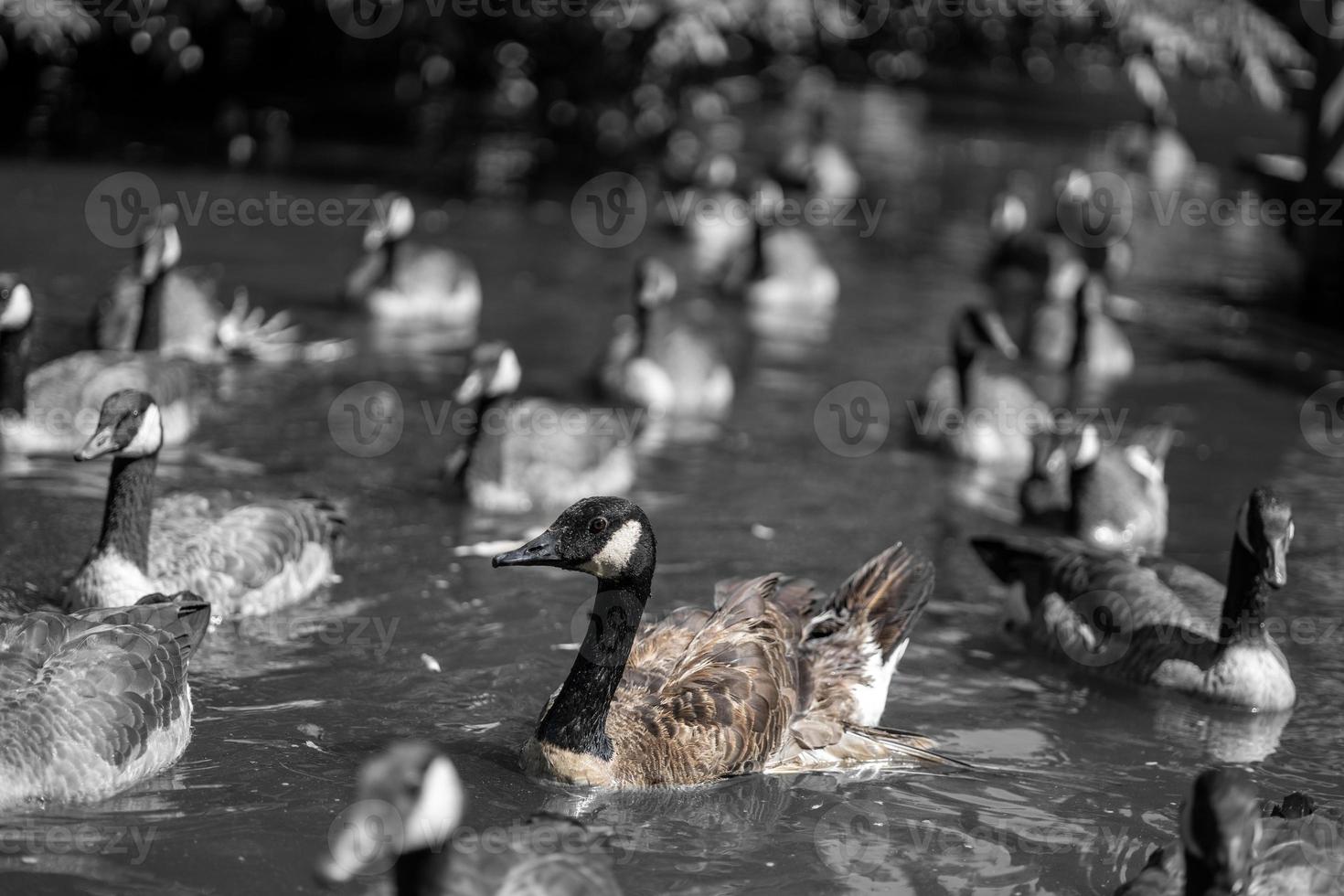 Wild Canadian geese swimming around the tranquil lake photo