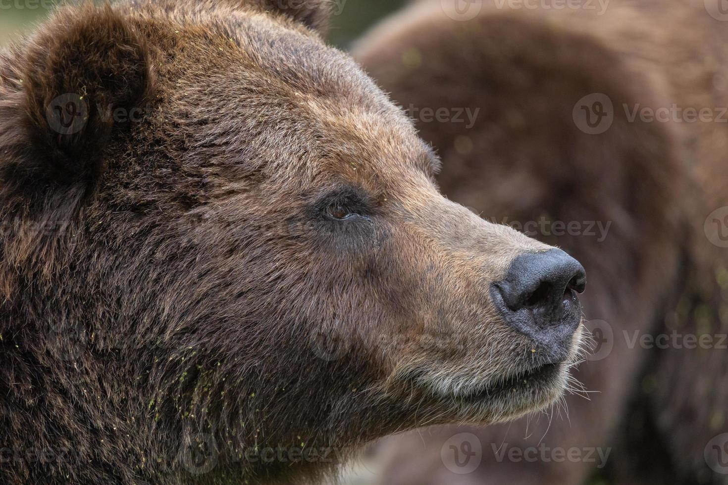 retrato de oso pardo en el bosque de cerca foto