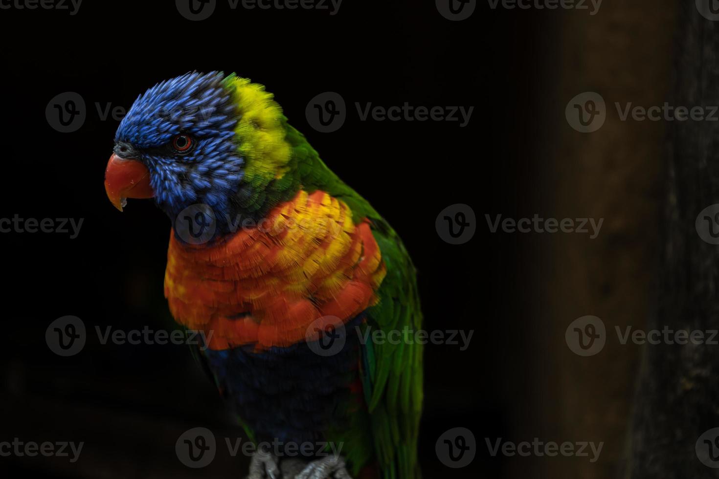 Closeup at colorful very beautiful parrot perching on a log photo