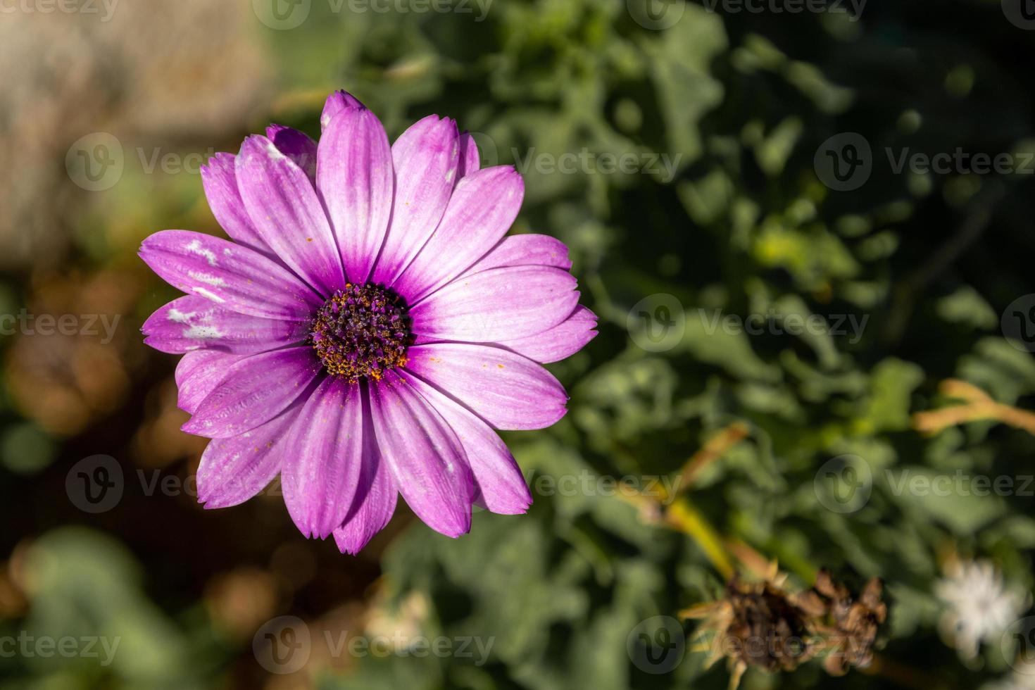 One beautiful pink cosmos flower in the garden photo