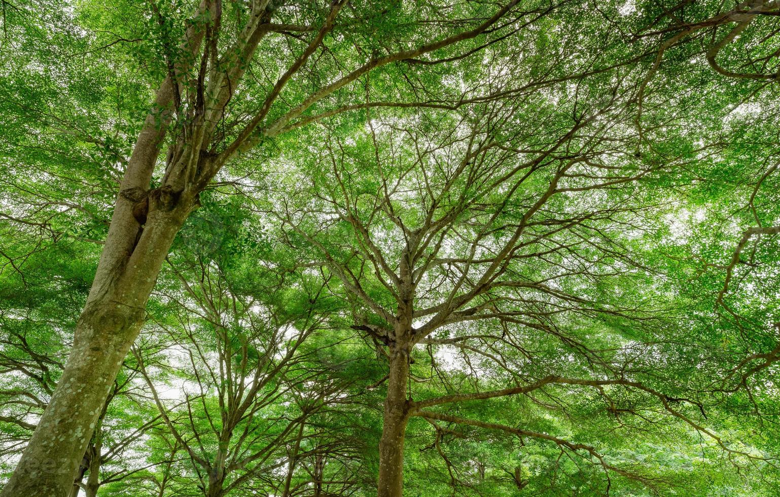 Bottom view of tree with green leaves in tropical forest. Ecosystem. Fresh environment in park. Green trees give oxygen in summer garden. Tree plantation for reduce carbon dioxide. Carbon offset. photo