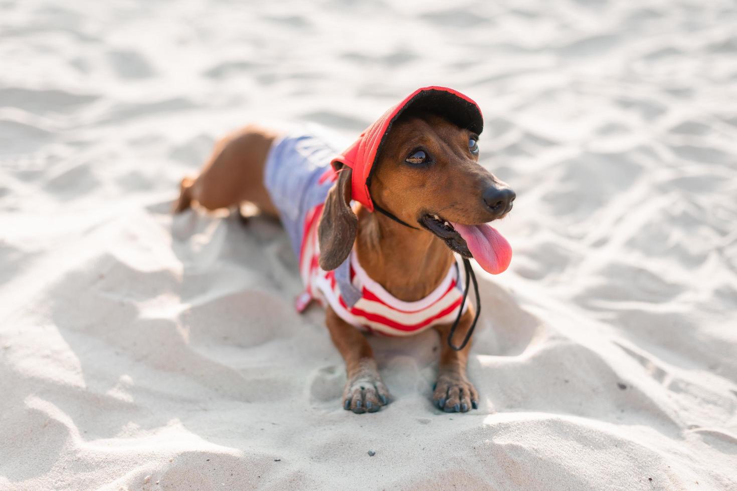 Dwarf dachshund in a striped dog jumpsuit and a red cap is sunbathing on a sandy beach. Dog traveler, blogger, travelblogger. Dog enjoys a walk in the fresh air outdoors. High quality photo