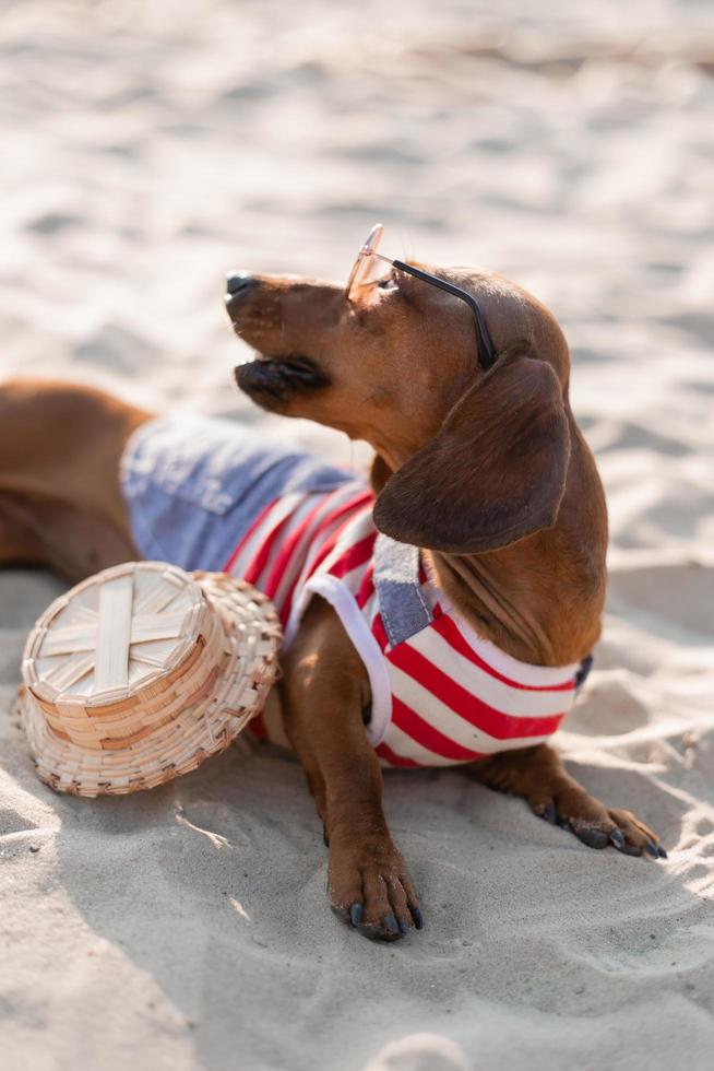 Dachshund enano en un mono de perro a rayas, gafas de sol y un sombrero de paja está tomando el sol en una playa de arena. perro viajero, blogger, blogger-viajero. al perro le gusta caminar al aire libre al aire libre. foto