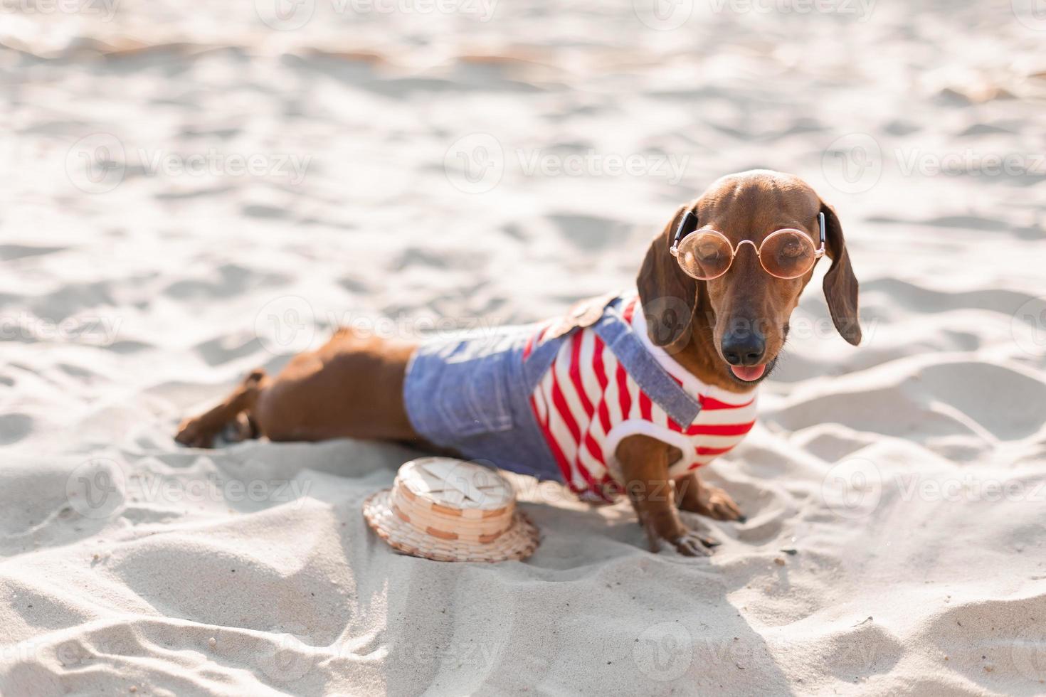 Dwarf dachshund in a striped dog jumpsuit and a red cap is sunbathing on a sandy beach. Dog traveler, blogger, travelblogger. Dog enjoys a walk in the fresh air outdoors. High quality photo