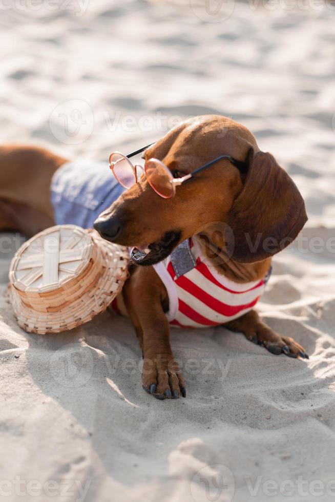 Dwarf dachshund in a striped dog jumpsuit, sunglasses and a straw hat is sunbathing on a sandy beach. Dog traveler, blogger, blogger-traveler. Dog likes to walk outdoors in the fresh air. photo