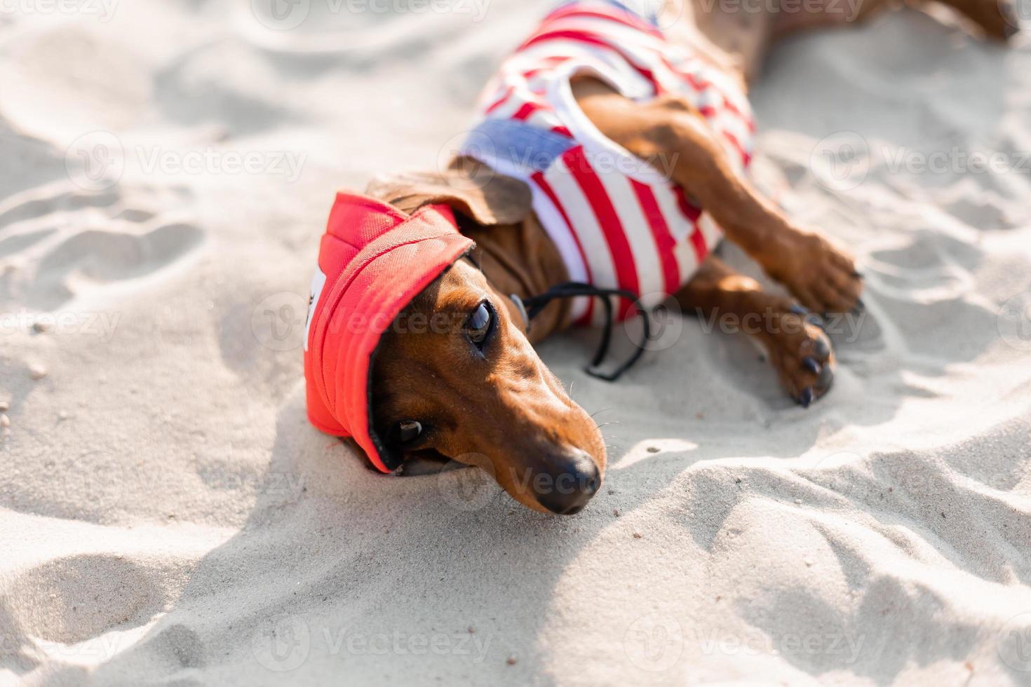 Dwarf dachshund in a striped dog jumpsuit, sunglasses and a straw hat is sunbathing on a sandy beach. Dog traveler, blogger, blogger-traveler. Dog likes to walk outdoors in the fresh air. photo
