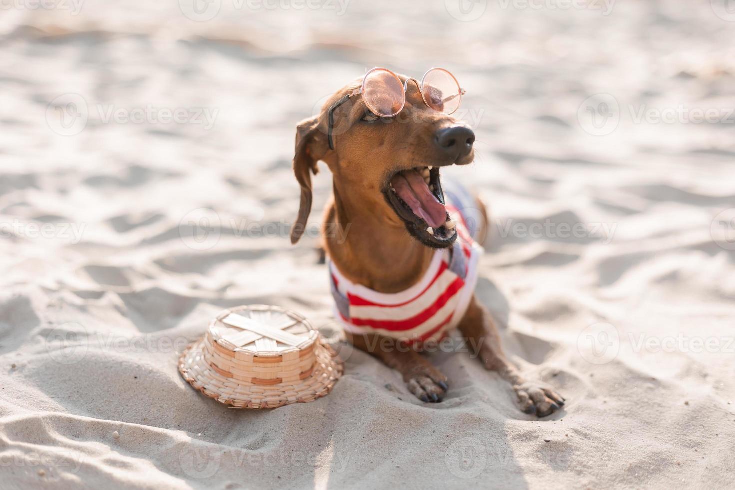 Dwarf dachshund in a striped dog jumpsuit and a red cap is sunbathing on a sandy beach. Dog traveler, blogger, travelblogger. Dog enjoys a walk in the fresh air outdoors. High quality photo