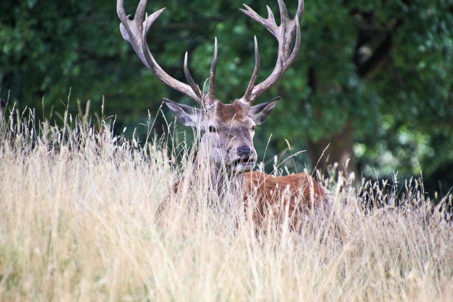 A close up of a Red Deer in the Cheshire Countryside photo