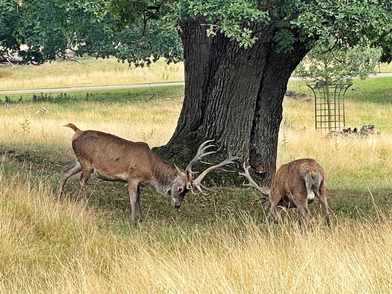 A close up of a Red Deer in the Cheshire Countryside photo