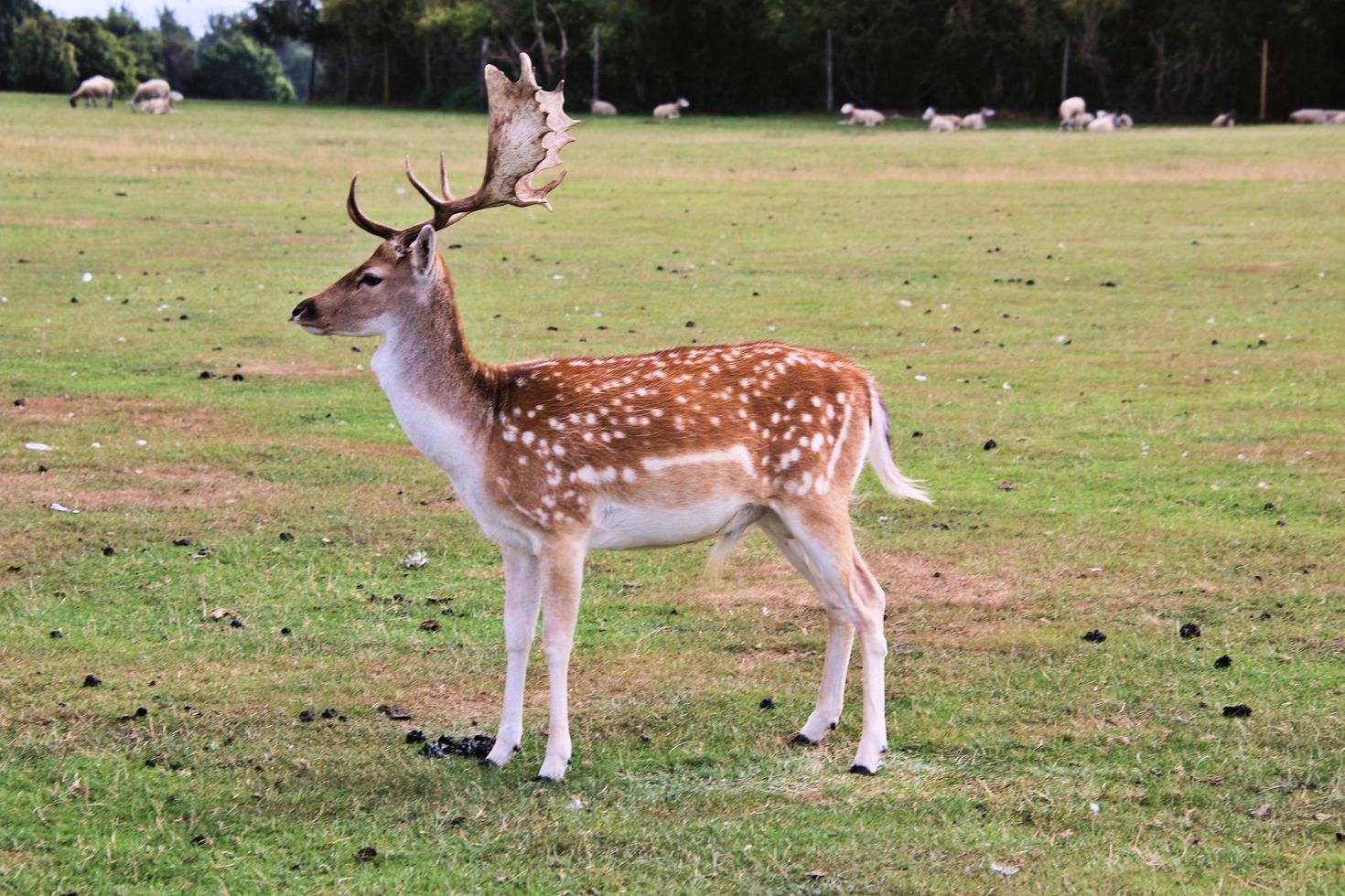 A close up of a Fallow Deer photo
