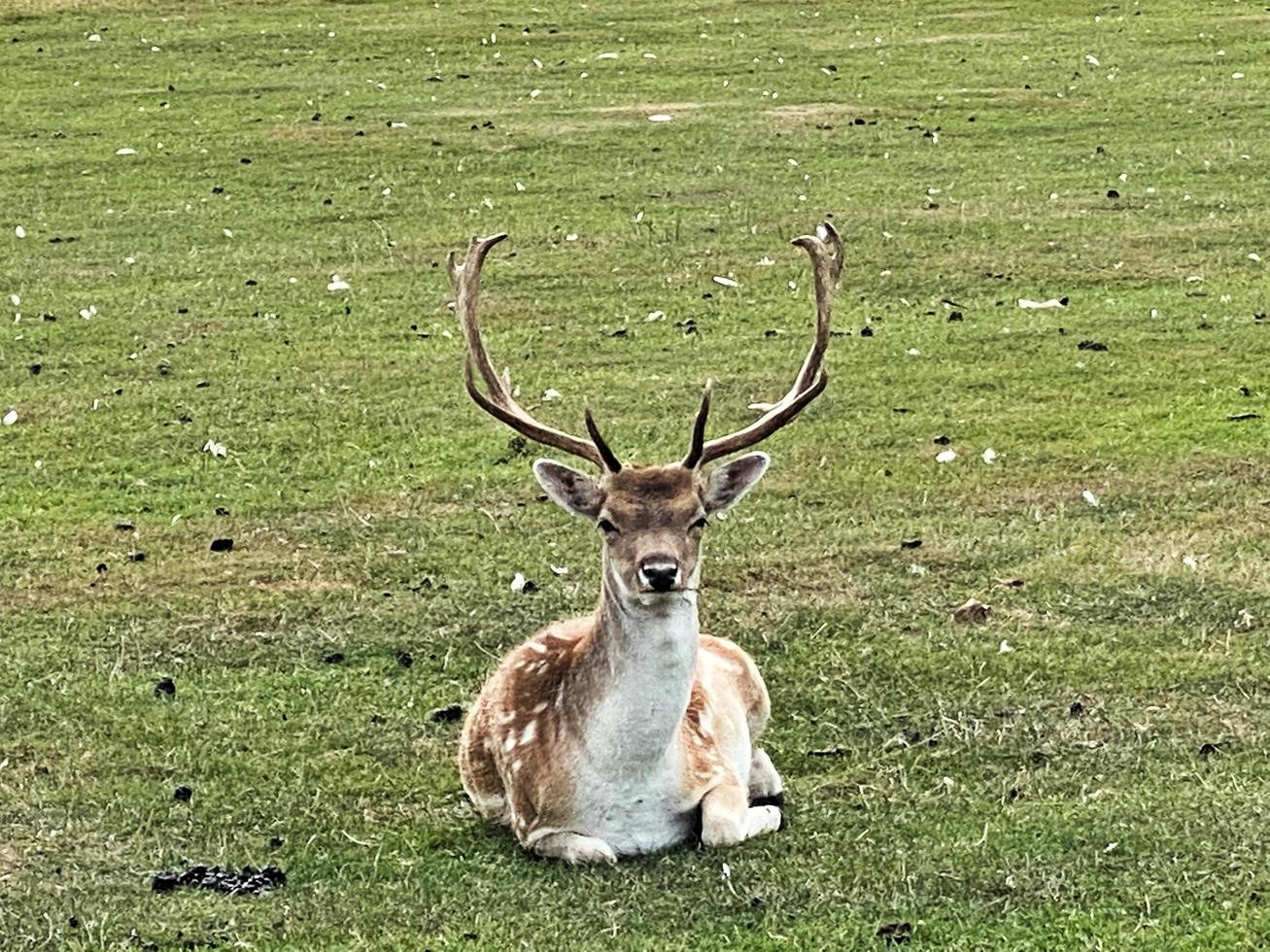 A close up of a Fallow Deer photo