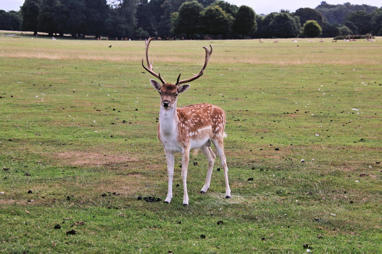 A close up of a Fallow Deer photo