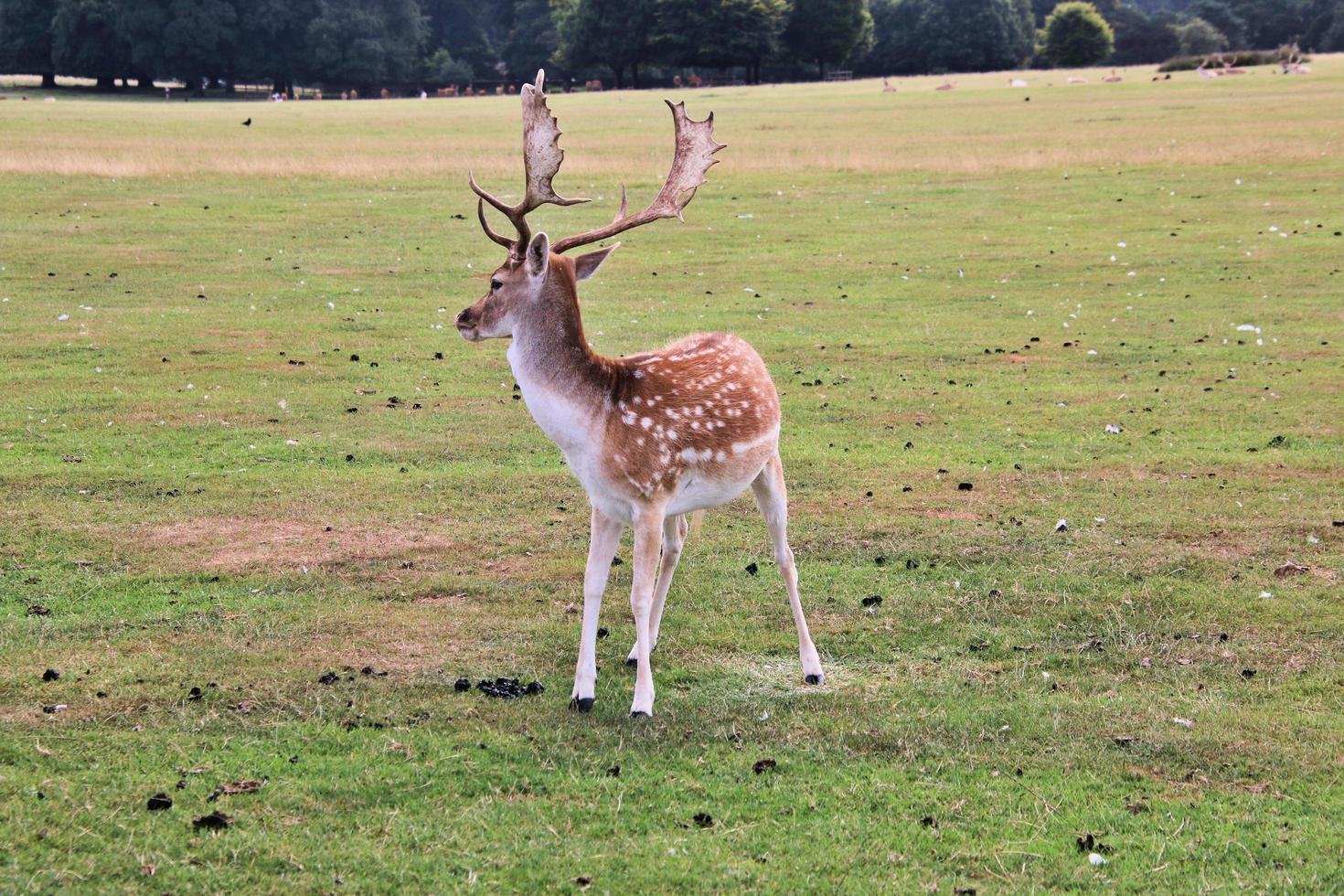 A close up of a Fallow Deer photo