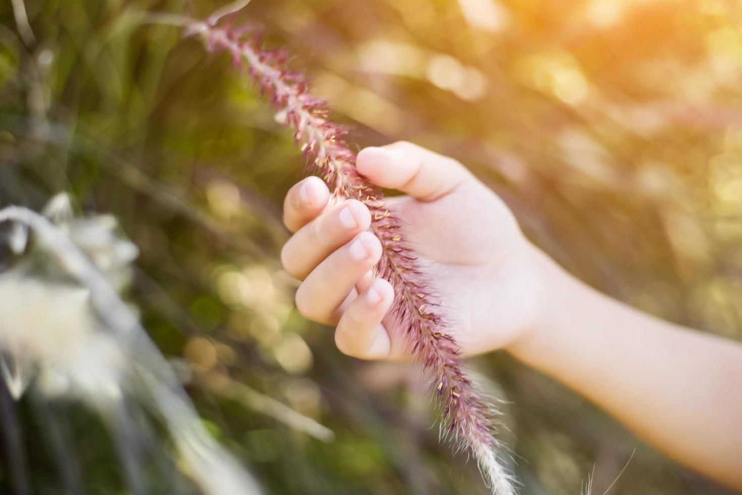 Hand of little boy Enjoying Nature with sunrise. photo