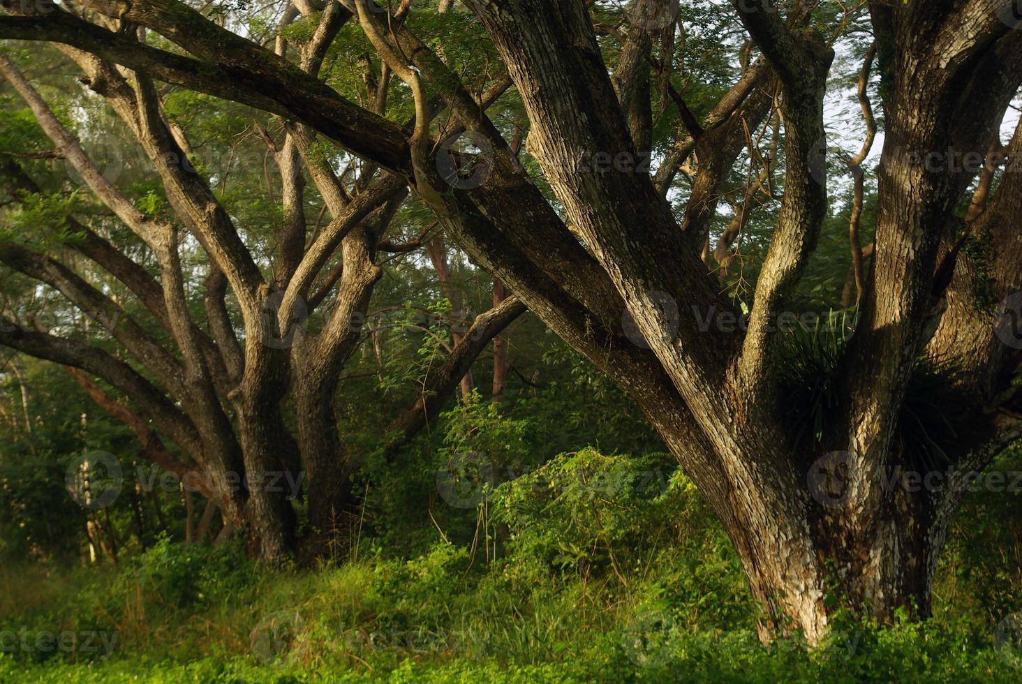 Shade of Rain-tree canopy Big tree in the forest photo