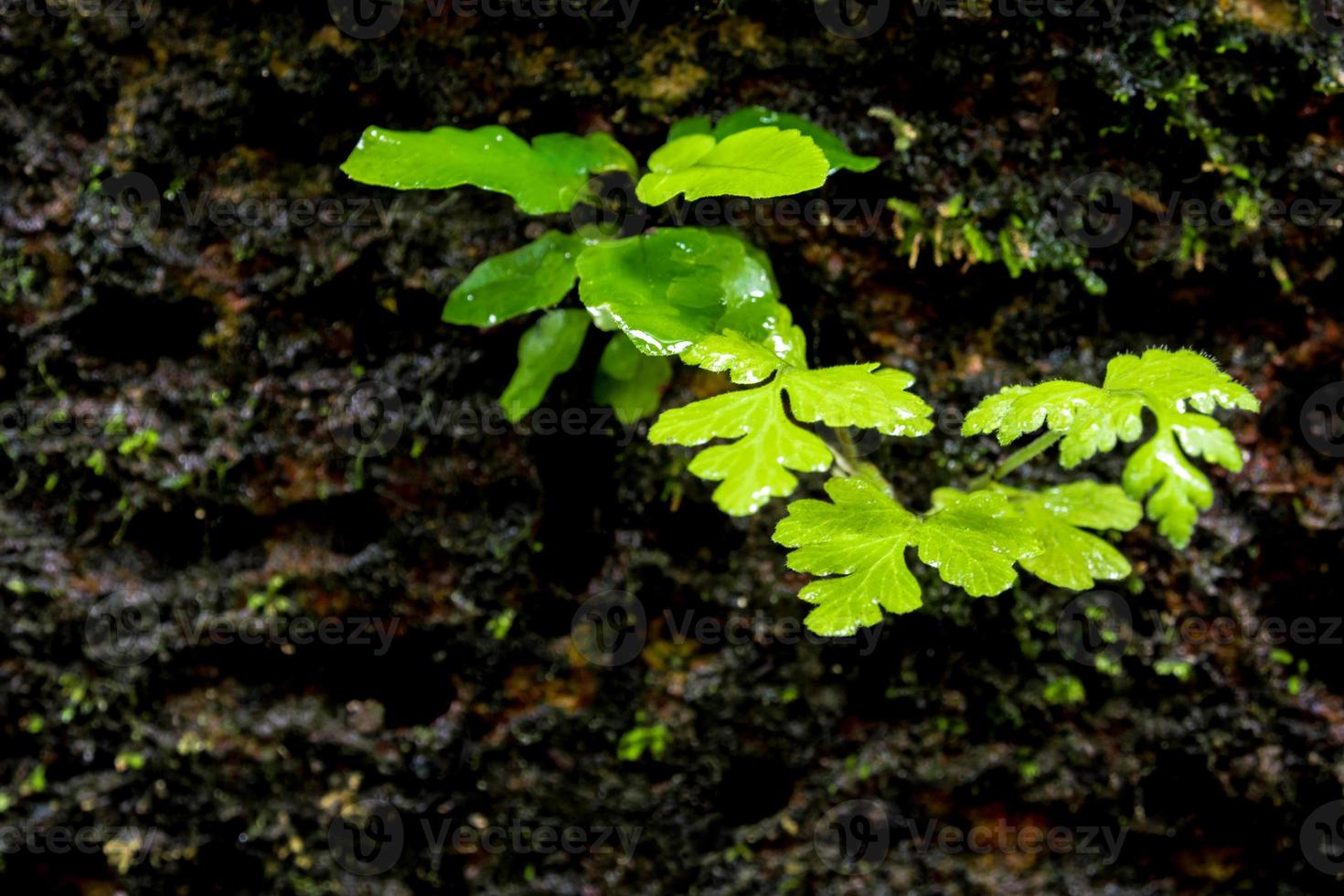 Freshness small fern leaves with moss and algae in the tropical garden photo