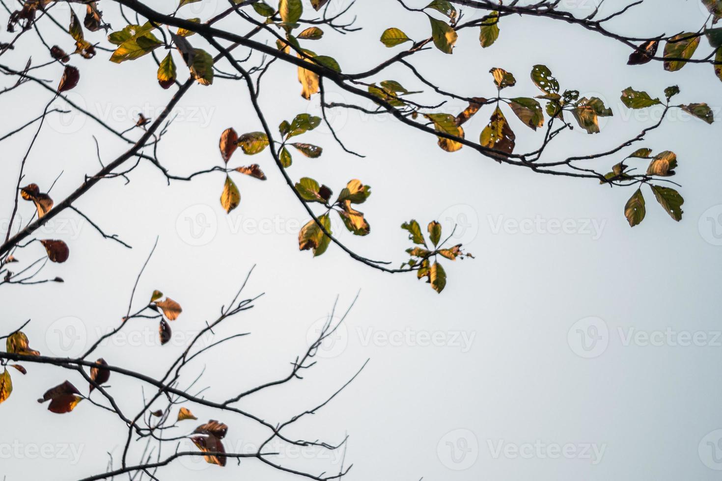 The tops of the teak trees shed their leaves in the dry season photo