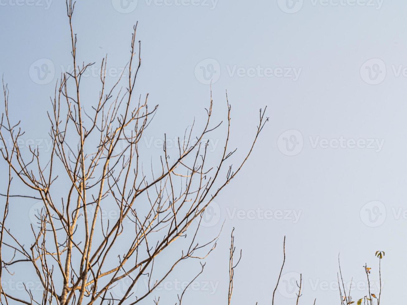 las copas de los árboles de teca arrojan sus hojas en la estación seca foto