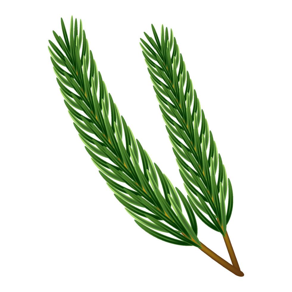 Fir tree evergreen branch. Isolated, vector design.