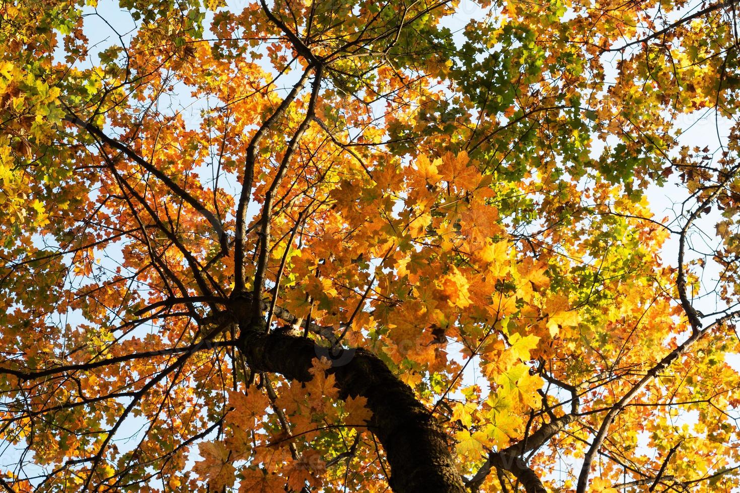 Background of Golden autumn maple leaves, tree crown. photo