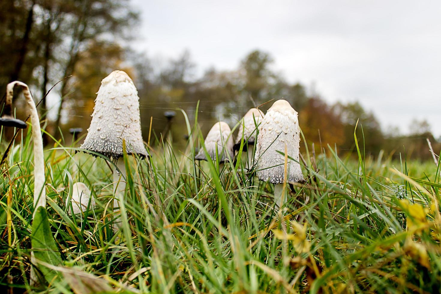 Inedible poisonous mushrooms in the grass against a gray sky in autumn photo