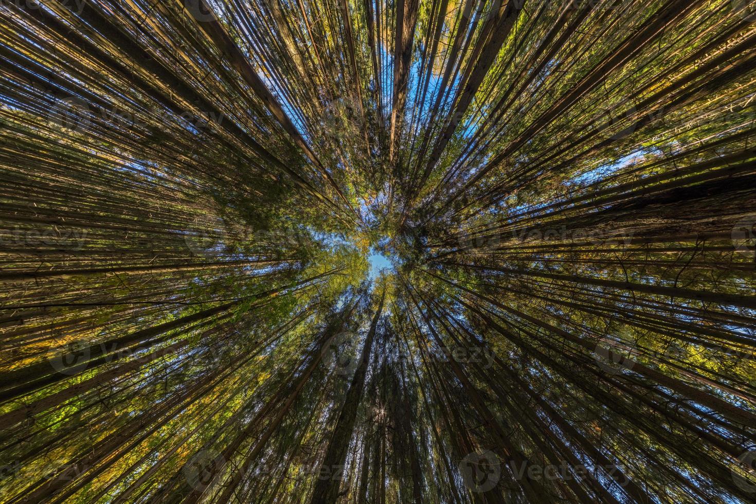 upward view in autumn pine forest at clear day light with ultra wide angle rectangular lens photo