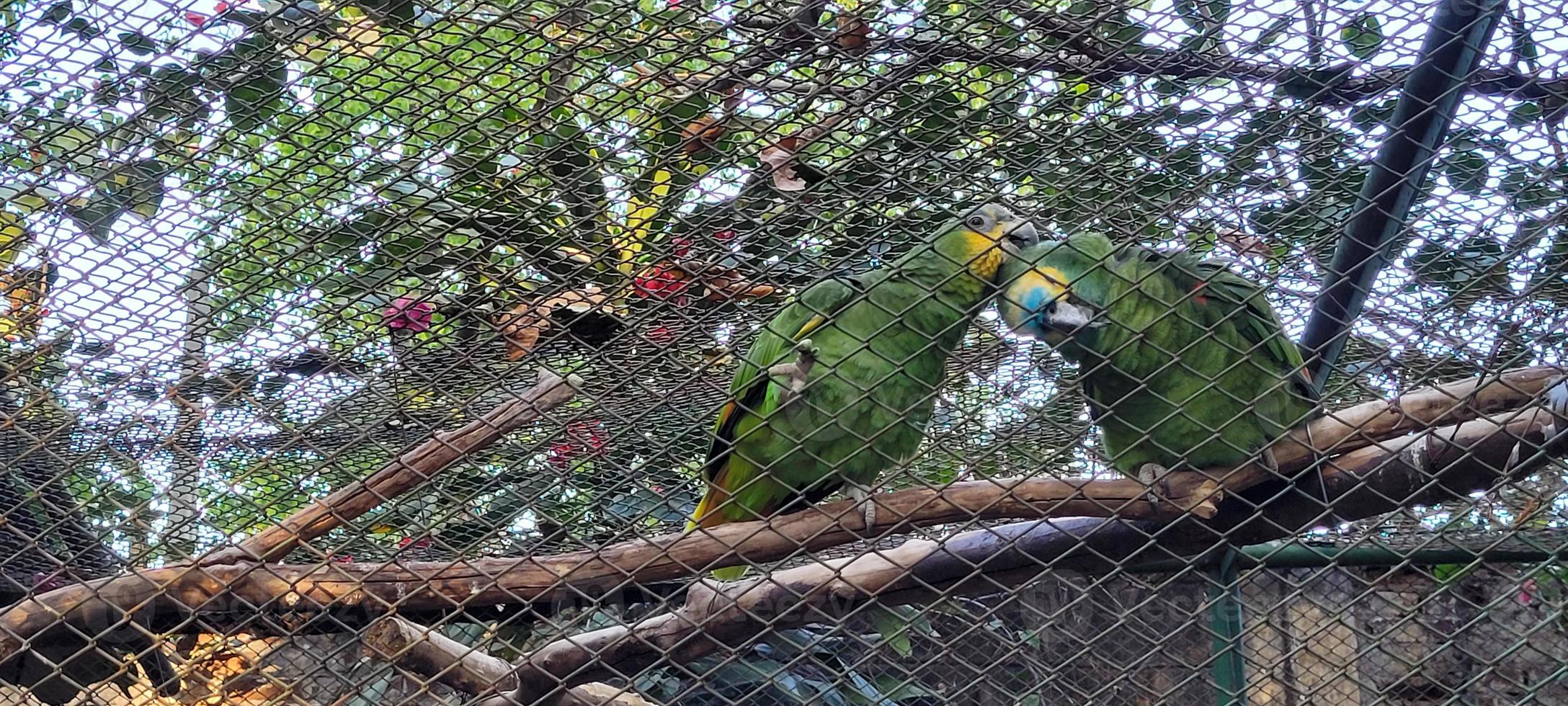 couple of parrots in cage together cuddling photo