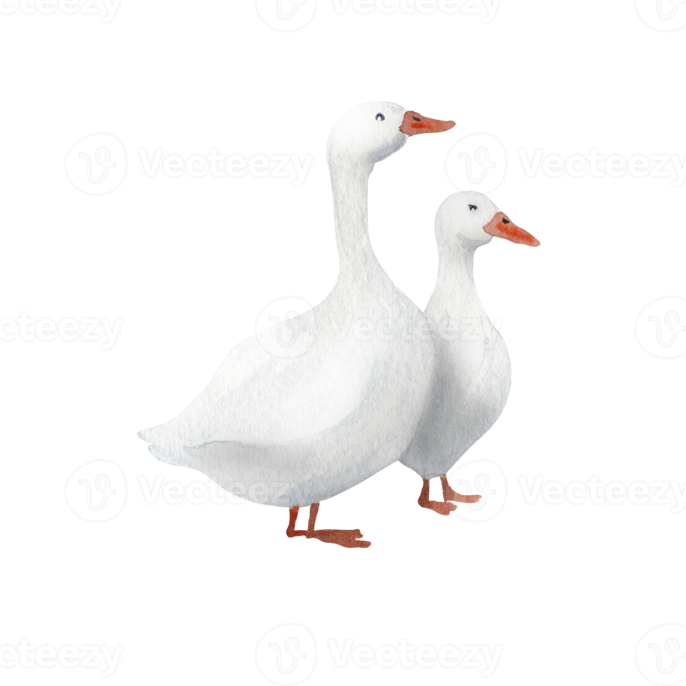 Watercolor farm goose png