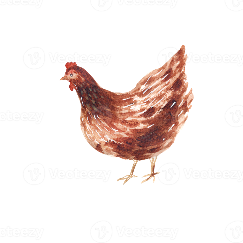 Watercolor hen with eggs png